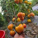685 Sunshine Heart Tomato, 5 Seeds