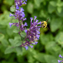 Mussin's Catmint, 10 Seeds