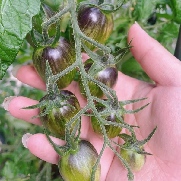 Brads Atomic Grape Heirloom Tomato, 20 Seeds
