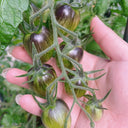 Brads Atomic Grape Heirloom Tomato, 20 Seeds