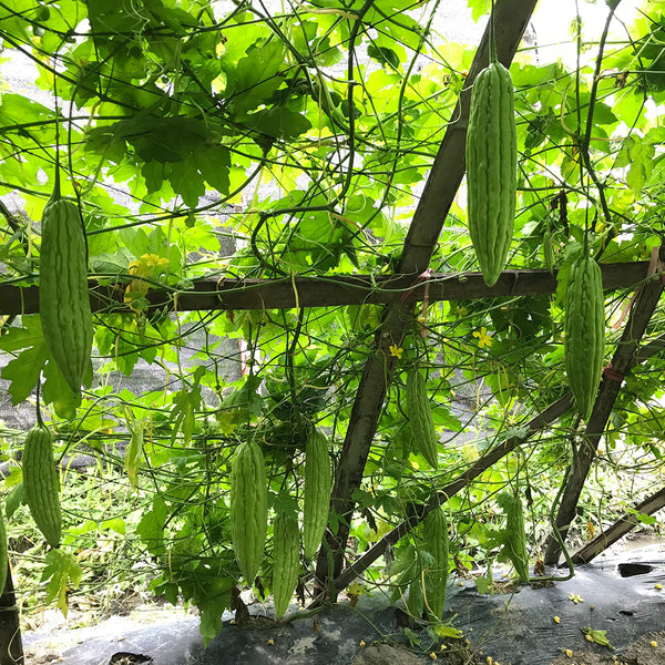 Jiemei 13 Bitter Gourd, 10 Seeds