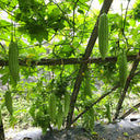 Jiemei 13 Bitter Gourd, 10 Seeds