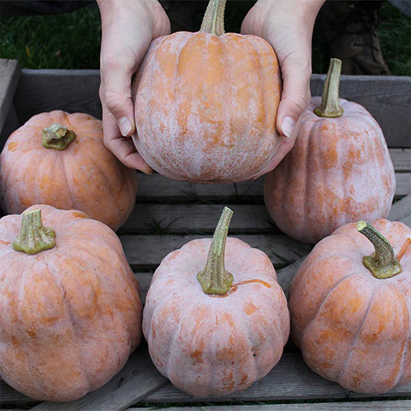 Jiami F1 Pumpkin, 20 Seeds