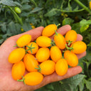 999 Eden Micro 6 Tomato, 5 Seeds