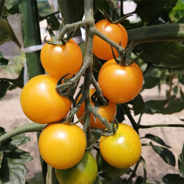 ‘Yellow Millennium’ Cherry Tomato Seeds, 50 Seeeds