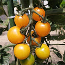 ‘Yellow Millennium’ Cherry Tomato Seeds, 50 Seeeds