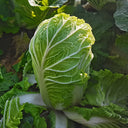 'Qiuguan 70' Chinese Cabbage Seeds, 10g
