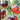 704 KAS/21 Tomato, 5 Seeds