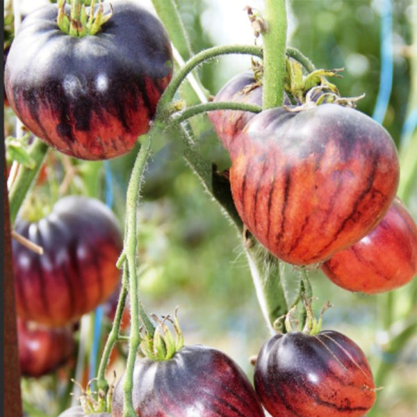 704 KAS/21 Tomato, 5 Seeds