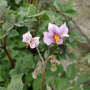 True Potato Seeds (TPS), Lookin' Waqy, 4 Seeds