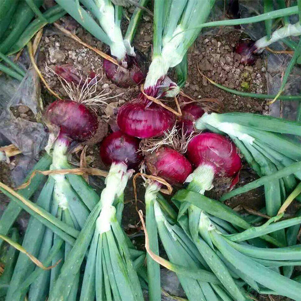 Imperial Ruby' Red Onion Seeds, 5g