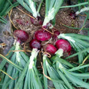 Imperial Ruby' Red Onion Seeds, 5g