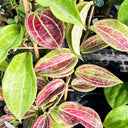 Hoya merrillii, 2 Cuttings