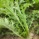 Hybrid Potherb Mustard Seeds, 10g