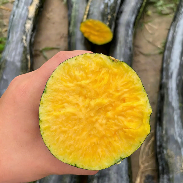 Black Oxleg Black Honey Pumpkin, 10 Seeds