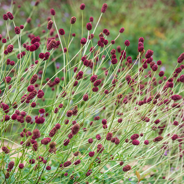 Great Burnet, 50 Seeds
