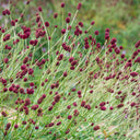 Great Burnet, 50 Seeds