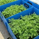 Italian Chervil, 50 Seeds