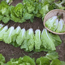 'Fushi' Fast-Growing Chinese Cabbage Seeds, 10g