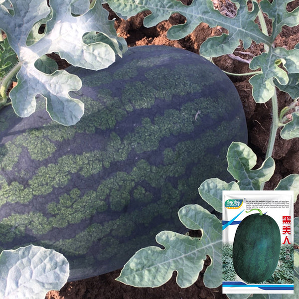 'Midnight Emperor' Black Beauty Watermelon Seeds, 10 Seeds