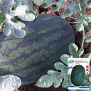 'Midnight Emperor' Black Beauty Watermelon Seeds, 10 Seeds