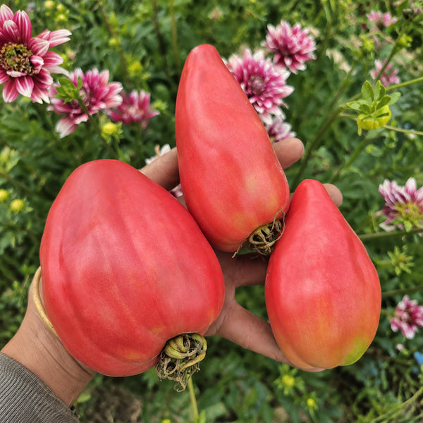 1124 Xiangsi Tomato, 5 Seeds