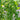Green Doctors Tomato, 5 Seeds