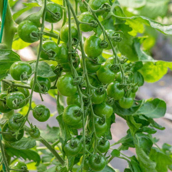 Green Doctors Tomato, 5 Seeds