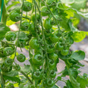 Green Doctors Tomato, 5 Seeds