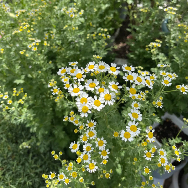 Cut Flower Chamomile, 1g