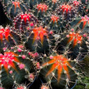 Gymnocalycium stenopleurum 'Artificial Variegated', 6-7cm