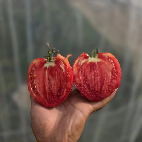 816 Bulgarian Mountain Cap Tomato, 5 Seeds