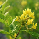 Huang Qi Seeds, 100 Seeds