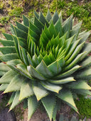 Aloe Polyphylla