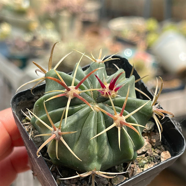 Ferocactus latispinus 'Sunrise', 3-4cm