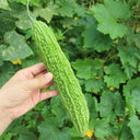 Emerald Green Bitter Melon Seeds, 20 Seeds