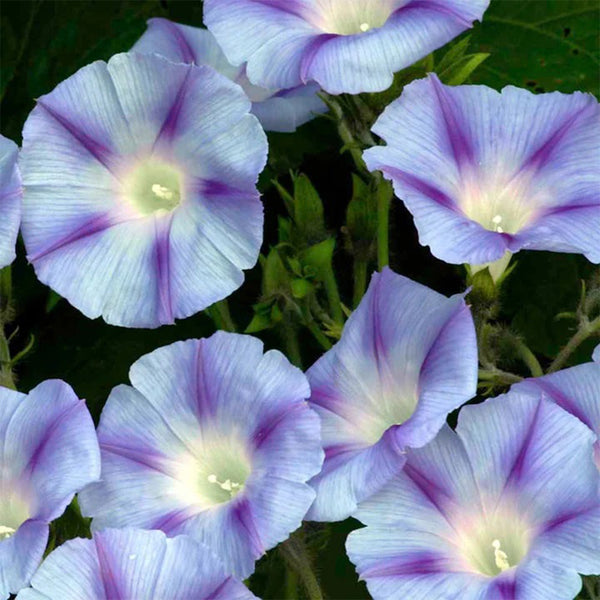 Hezhichun Morning Glory seeds, 1g