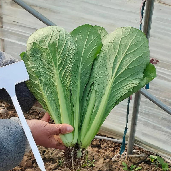 'Shenglv No.3' Fast-Growing Bok Choy Seeds, 20g