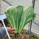 'Shenglv No.3' Fast-Growing Bok Choy Seeds, 20g