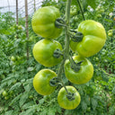 U2613 Green Persimmon Tomato, 100 Seeds