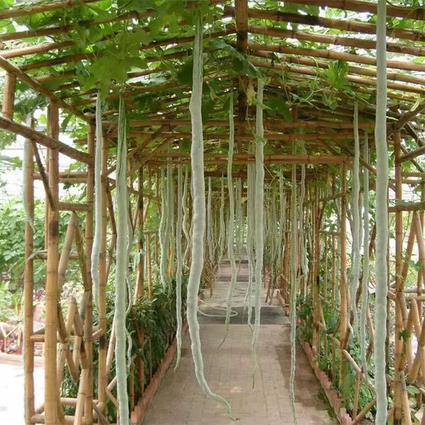 Snake Gourd Seeds, 4 Seeds Per Bag