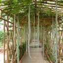Snake Gourd Seeds, 4 Seeds Per Bag