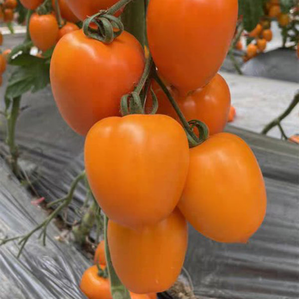Yellow Roman Tomato Seeds, 100 Seeds
