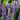 Blue Lupin, 100 Seeds