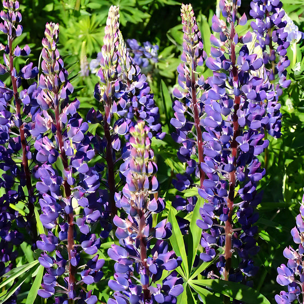 Blue Lupin, 100 Seeds