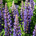 Blue Lupin, 100 Seeds
