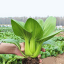 Shanghai Bok Choy Seeds, 10g