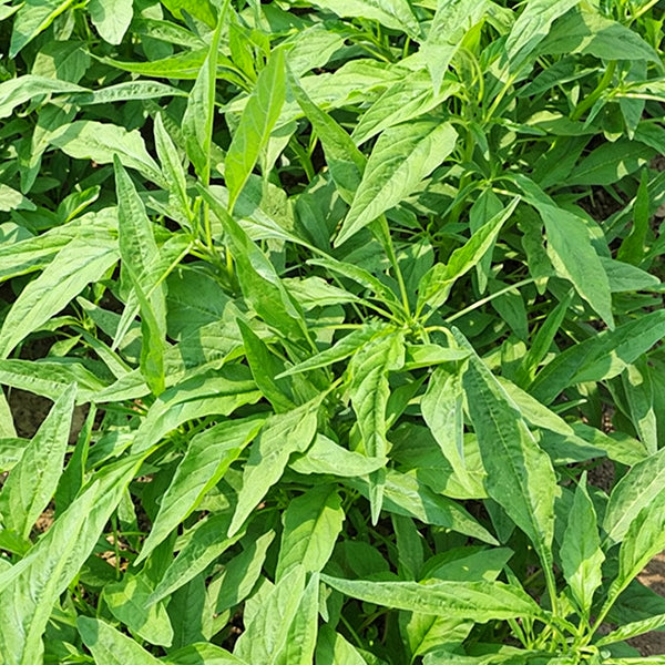 Green Willow Leaf Amaranth Seeds, 10g