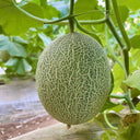 Xizhoumi Sweet Melon Seeds, 50 Seeds