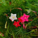 Hezhichun Cypress Vine Seeds, 1g